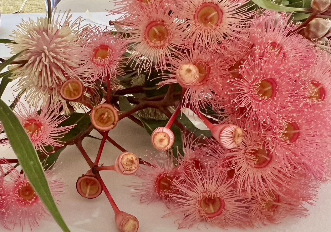Close view of pink gum blossoms used in the wedding flowers